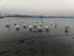 -烟墩角天鹅湖