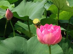 -荷塘月色湿地公园·向阳花洲