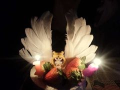 -法莱索尔(奥莱店)
