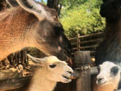 -鄂尔多斯野生动物园