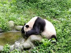 -都江堰中华大熊猫苑
