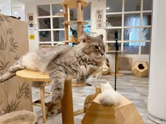 -楼上猫咖(罗湖店)