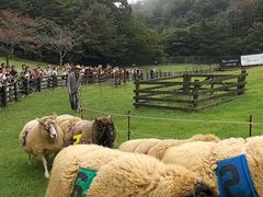 -神户市立六甲山牧场