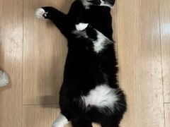 -美联众合动物医院·24h转诊中心