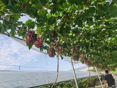 -金谷域澳洲庄园