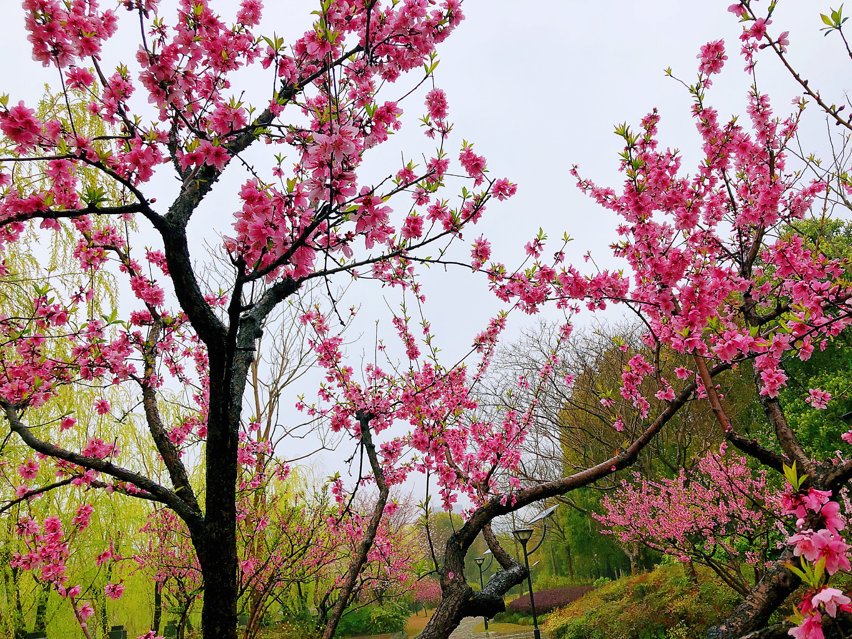 桃花别名红雨图片