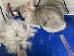 -瑞鹏宠物医院·猫科·宠保定点(梅溪湖分院)