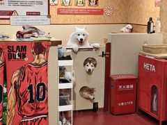 -和它·交个朋友·狗咖猫咖(爱琴海店)