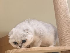 -CAT’S MEWSTAR CAFE·喵星球猫屋(晴湾咖啡店)