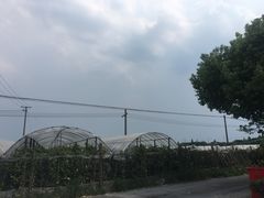 -马陆小张葡萄园农家乐