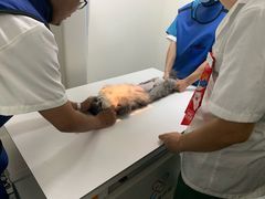 -安安宠医·安宠宠物医院