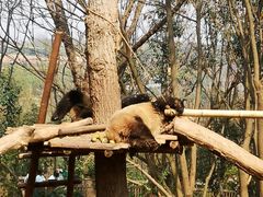 -成都大熊猫繁育研究基地