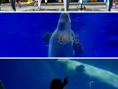 -海合安成都极地海洋公园