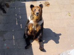 -大连森林动物园