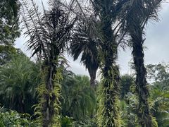 -中国科学院西双版纳热带植物园