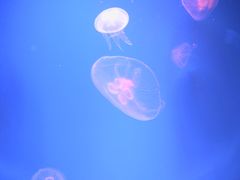 -芜湖新华联大白鲸海洋公园