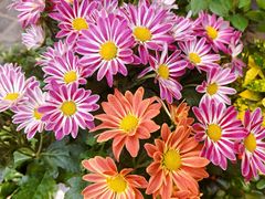 -曲阳花鸟市场(曲阳路店)