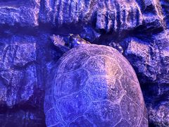 -上海海洋水族馆