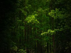 -桤木河湿地公园