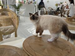 -共舞时光猫咖·狗咖(新街口店)