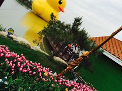 -荷兰花海