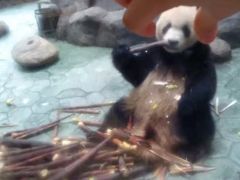 -都江堰中华大熊猫苑