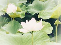 -梁鸿国家湿地公园