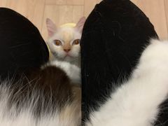 -Bastet sally猫舍购宠(静安店)