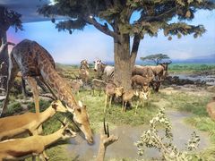 -国家自然博物馆