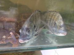 -四海蒸鲜蒸汽海鲜自助(北戴河店)