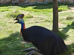 -西霞口神雕山野生动物世界