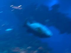 -海棠湾洲际-涛·海底餐厅·美人鱼·自助餐·海底隧道