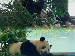 -广州动物园