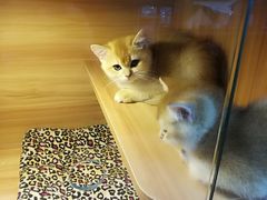 -猫十亿·布偶金渐层·曼基康矮脚猫舍(青年路店)