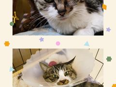 -美联众合动物医院·24h京西诊疗中心