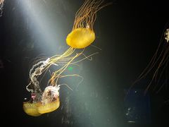 -欢乐海岸海洋奇梦馆