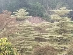 -东莞植物园