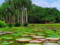 -中国科学院西双版纳热带植物园