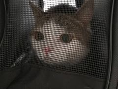 -高德24h动物医院