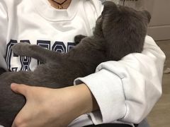 -喵zoo家庭繁育猫舍(尖东智能花园店)