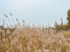 -野鸭湖国家湿地公园