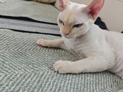 -牛喵喵铜锅牛肉馆