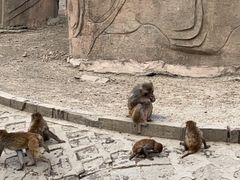 -哈尔滨北方森林动物园