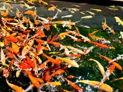 -龙悦湾酒家·八阵鱼生·渔人码头店