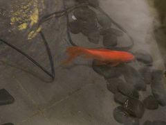 -红蜡烛-养生粥-津鲁菜(中山路店)