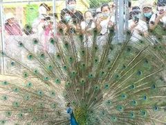 -长白岛森林公园