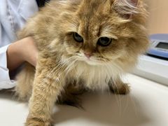 -谐和益家动物医院·免疫绝育·血液透析·宠保定点医院(高新伊藤分院)