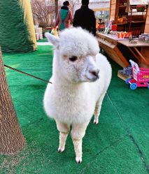 -萌宠亲子动物乐园(槐房万达店)