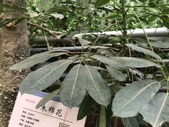 -呀路古热带植物园