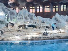 -帝企鹅自助餐厅•儿童岛•真企鹅(长隆企鹅酒店)